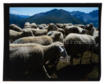 Mot Madlain mit Schafen, Val S-charl