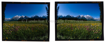 Panorama Blumenwiese