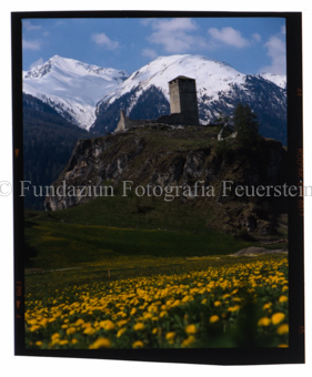 Ruine Steinsberg, Blumenwiese, Ardez