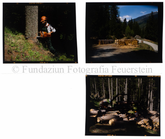 Waldarbeit, Wald Ardez