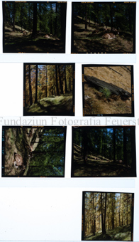 Geländeüberbauung, Wald Ardez