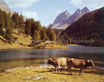 Palpuognasee, Albulatal, Kühe