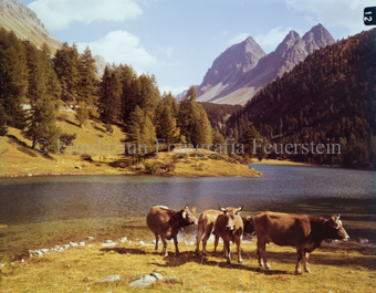 Am Albulbapass, Palpuognasee mit Piz Albula und Crasta Mora