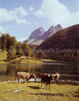 Albula Palpuognasee, Kühe