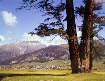 Samedan, Sommer, rechts Lerchen
