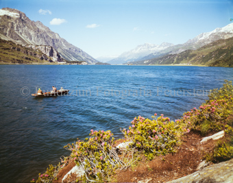 Silsersee mit Alpenrosen und Boot