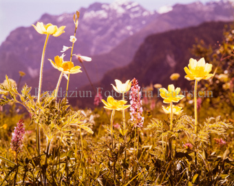 Schwefelgelbe Anemone und Knabenkraut