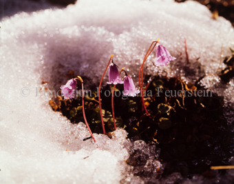 Soldanella