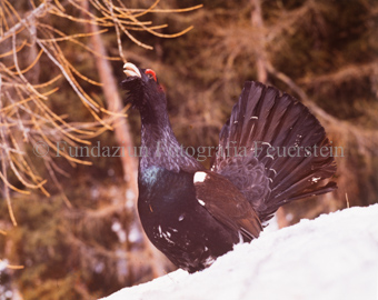 Balzender Auerhahn