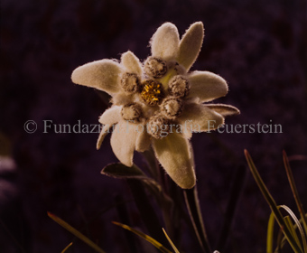 Edelweiss 