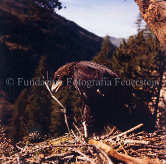 Steinadler im Nest auf Felsen