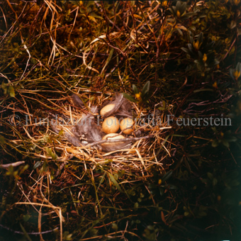 Vogelnest mit Federn und Eiern