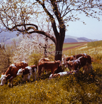Kuhherde auf der Weide
