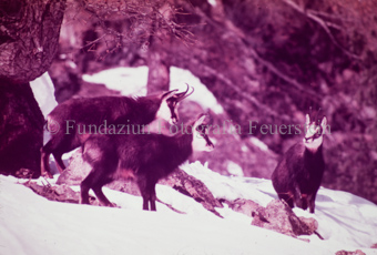 Drei Gemsen im Schnee