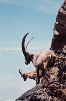 Steinbock und Steingeiss an Felswand