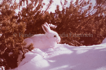 Schneehase im Schnee