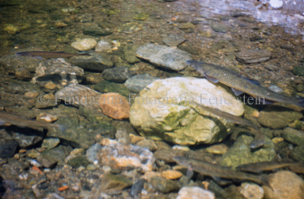 Fische im klaren Bergbach