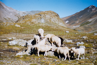 Schafherde in felsiger Berglandschaft
