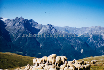 Schafherde in felsiger Berglandschaft