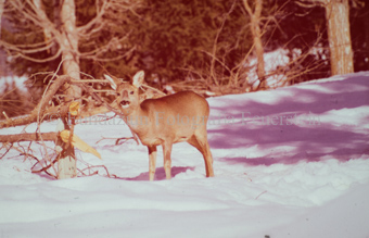 Reh im verschneiten Wald
