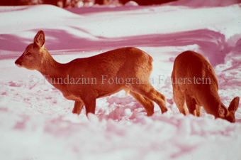 Zwei Rehe im Schnee