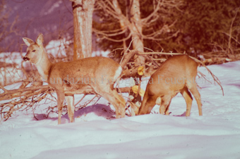 Zwei Rehe im Schnee
