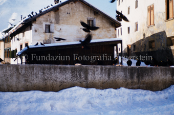 Dohlenschwarm im Dorf im Winter