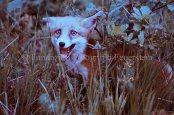 Fuchs in Wiese
