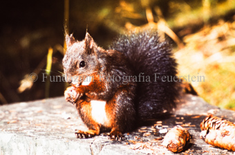 Eichhörnchen mit Tannzapfen