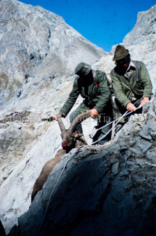 Zwei Jäger mit geschossenem Steinbock im Hochgebirge