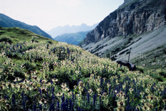Distelwiese bei Marangun