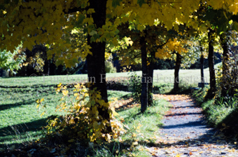 Mit Bäumen gesäumter Weg im Herbst