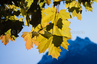 Herbstlaub