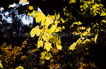Herbstlaub