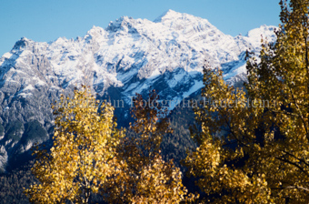 Blick auf Berglandschaft, Baum im Vordergrund, Herbst