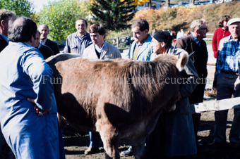 Viehmarkt, Männer mit Kuh