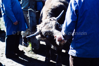 Viehmarkt, Männer mit Kuh