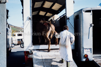 Viehmarkt, Männer treiben Kühe in Transportlastwagen