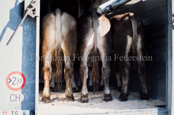 Viehmarkt, Kühe in Transportlastwagen