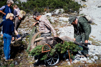 Zwei Männer transportieren erlegten Steinbock auf Karren