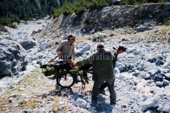 Drei Männer transportieren erlegten Steinbock auf Karren
