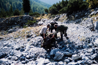 Drei Männer transportieren erlegten Steinbock auf Karren