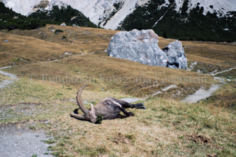 Erlegter Steinbock im Gras