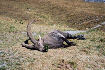 Erlegter Steinbock im Gras
