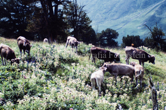 Kuhherde auf Alpwiese