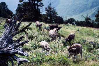 Kuhherde auf Alpwiese