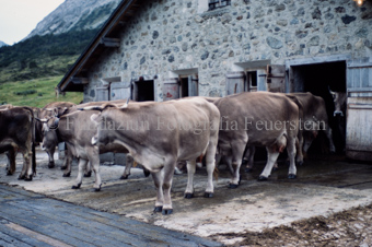 Alphütte «Astras - Tamangur -Sesvenna», Kühe auf dem Hof