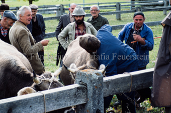 Viehmarkt, Männer mit zwei Kühen