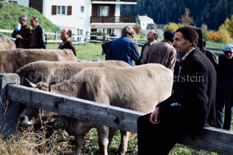 Viehmarkt, Männer mit Kühen