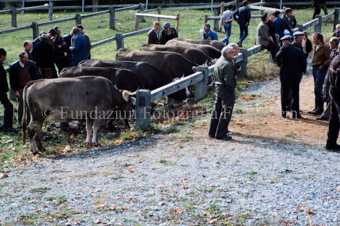 Viehmarkt, Männer mit Kühen